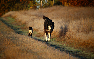 November is National Pet Diabetes Month | Morgan Animal Hospital